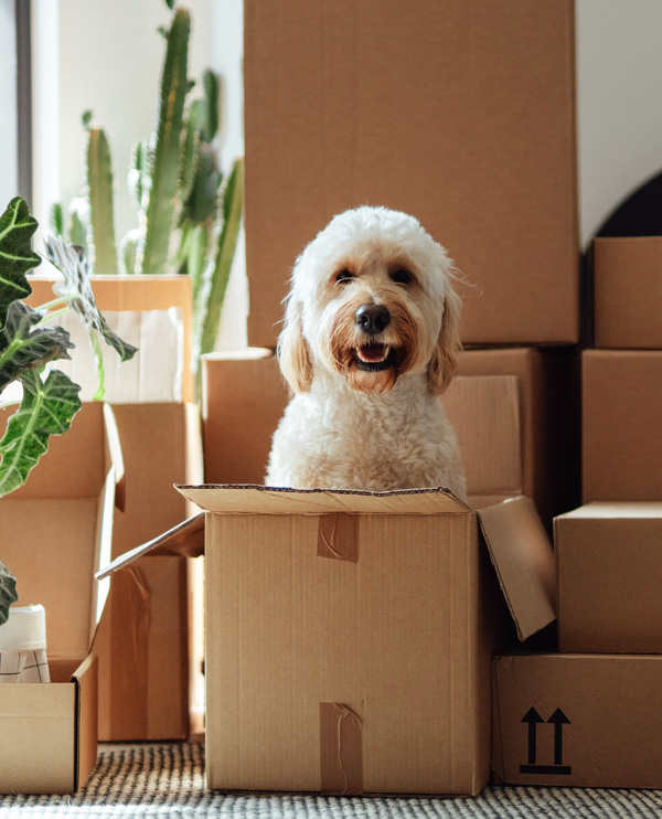 Header - Security Deposit account