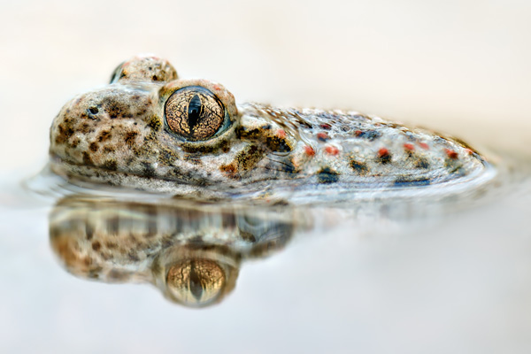 Vallée de Joux - Crapauds accoucheurs